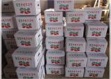 원머리 성지 후원을 위한 무공해 고구마 재배